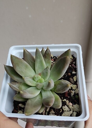 Diğer Echeveria toliminensis