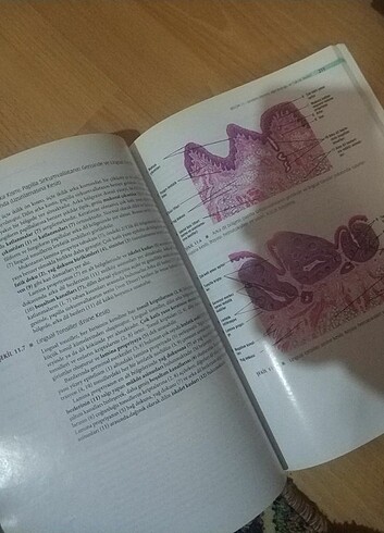  Beden diFiore histoloji atlası 