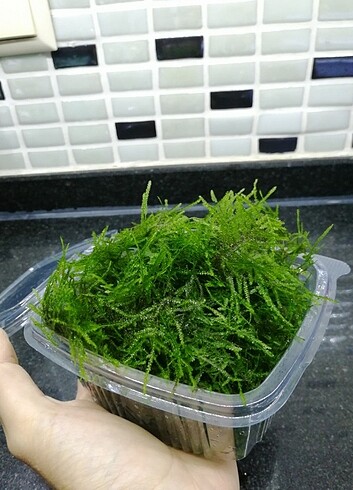 Christmas moss