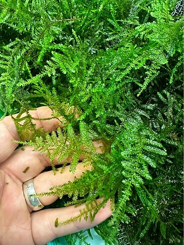 christmas Moss