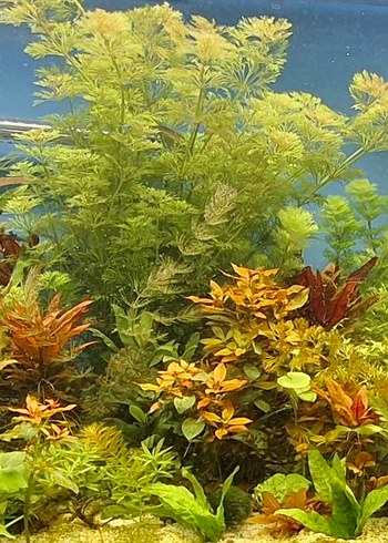 Canlı Yeşil Akvaryum Bitkisi 15 kök - Görsel 7