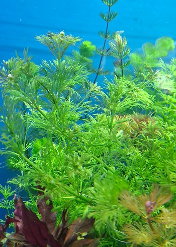 Canlı Yeşil Akvaryum Bitkisi 15 kök - Görsel 4