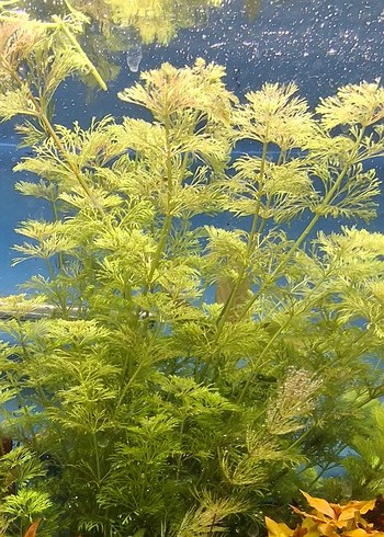 Canlı Yeşil Akvaryum Bitkisi 15 kök - Görsel 6