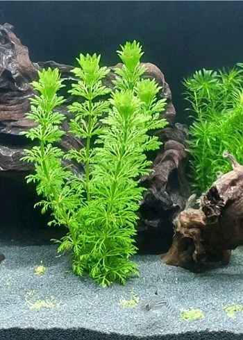 Canlı Yeşil Akvaryum Bitkisi 15 kök - Görsel 5