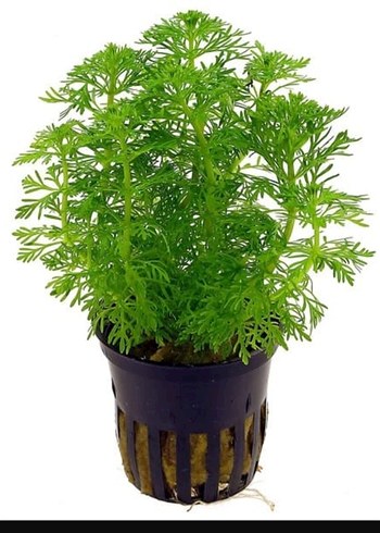 Canlı Yeşil Akvaryum Bitkisi 15 kök - Görsel 3