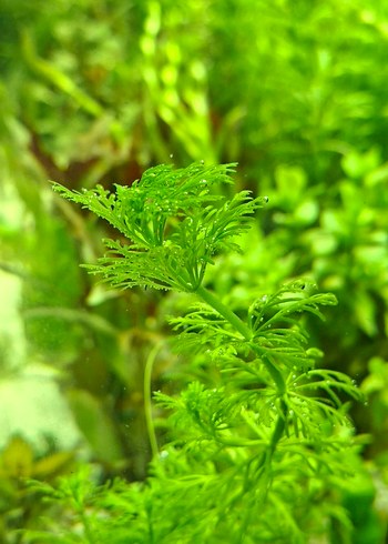 Canlı Yeşil Akvaryum Bitkisi 15 kök - Görsel 2