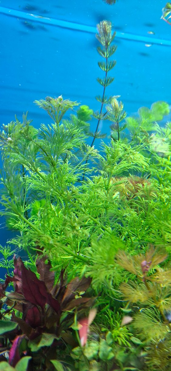 Canlı Yeşil Akvaryum Bitkisi 15 kök - Görsel 4