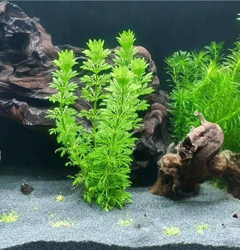 Canlı Yeşil Akvaryum Bitkisi 15 kök - Görsel 5