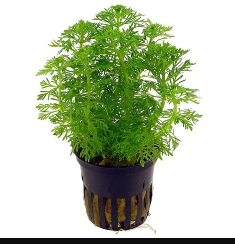 Canlı Yeşil Akvaryum Bitkisi 15 kök - Görsel 3