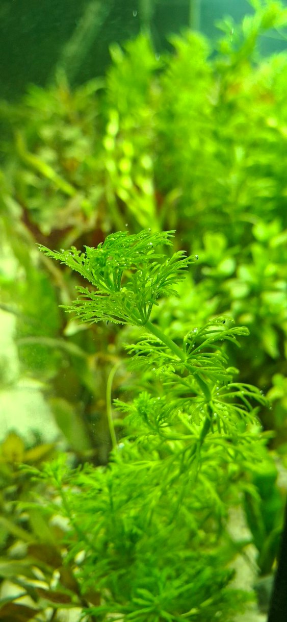 Canlı Yeşil Akvaryum Bitkisi 15 kök - Görsel 2