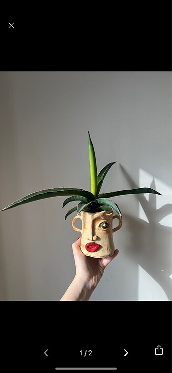 Sanseveria star canary