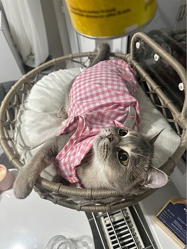 Kedi köpek kamp yatağı vantuzlu el işçiliği