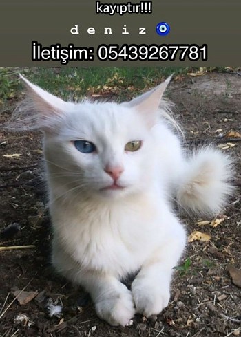 kayıp kedi antalya , kepez ,varsak - Görsel 6