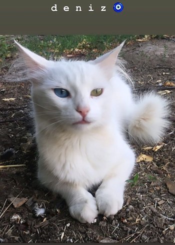 kayıp kedi antalya , kepez ,varsak - Görsel 7