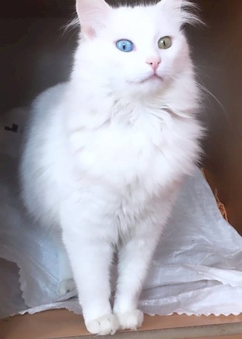 kayıp kedi antalya , kepez ,varsak - Görsel 9