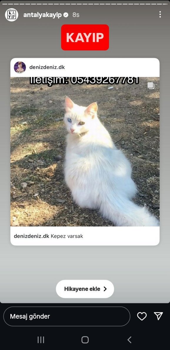 kayıp kedi    antalya , kepez ,varsak - Görsel 2