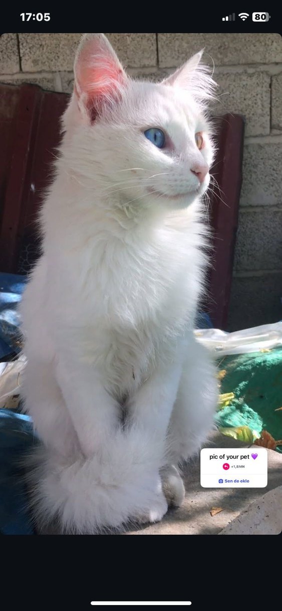 kayıp kedi    antalya , kepez ,varsak - Görsel 4