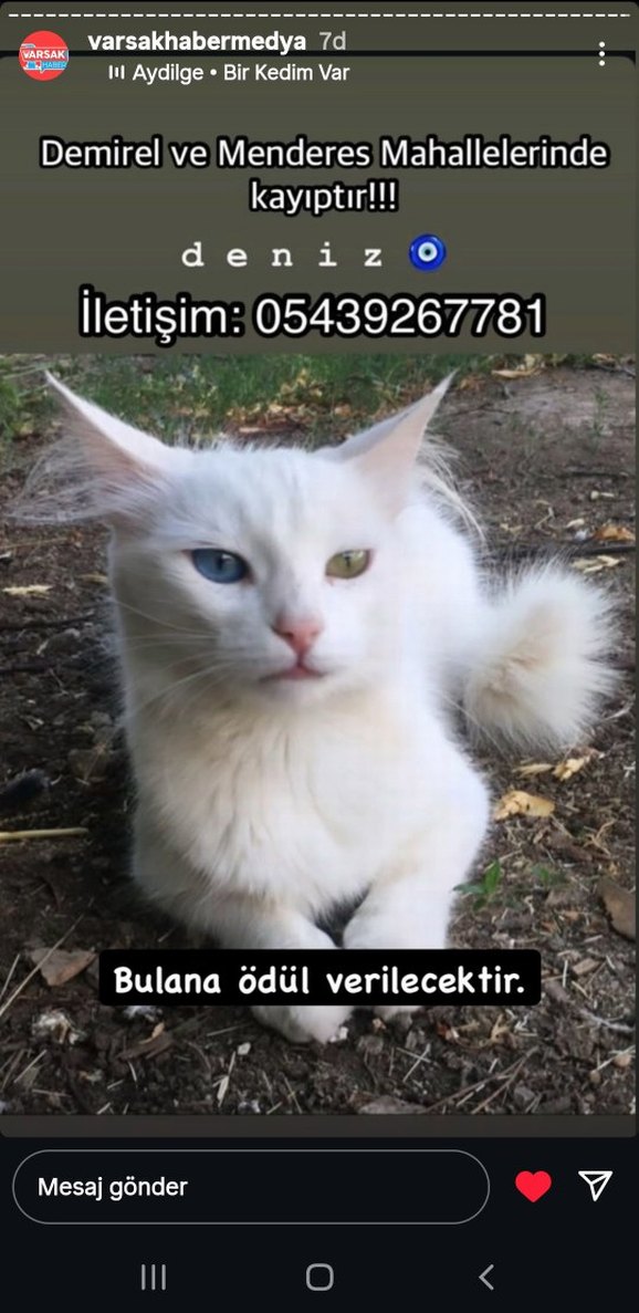 kayıp kedi    antalya , kepez ,varsak - Görsel 3