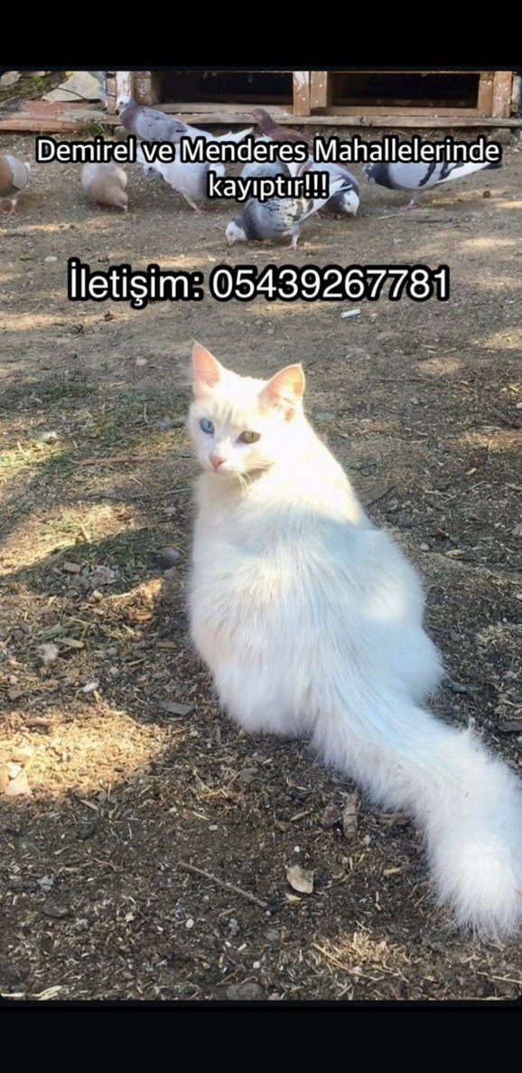 kayıp kedi    antalya , kepez ,varsak - Görsel 5