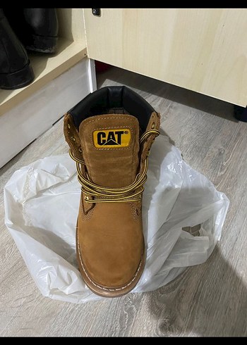 Cat 40