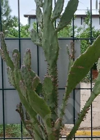 Yeşil Kaktüs Saksıda Ev Dekoru - Görsel 2