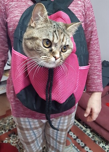 Kedi taşıma çantası