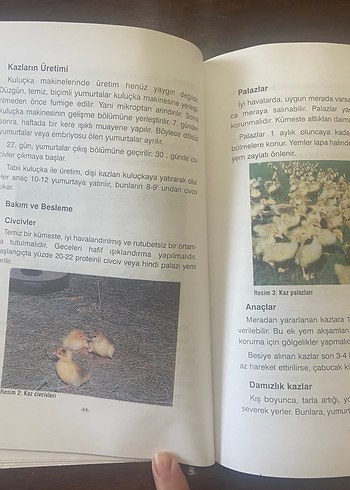 Kümes Hayvancılığı Kitabı - 2001 - Görsel 5