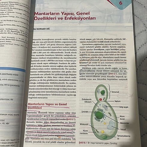 Beden Renk Hemşirelik kitap