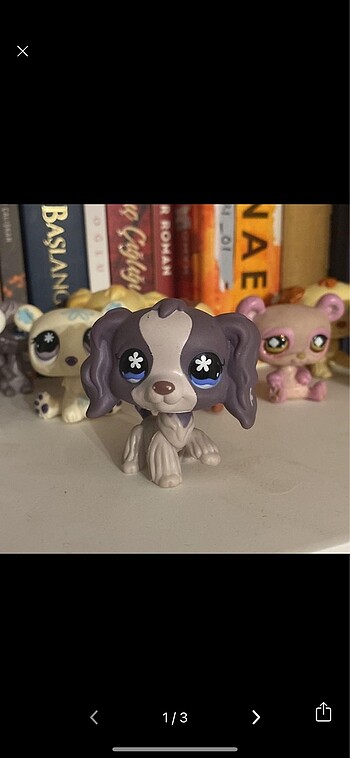 ORJINAL MINIS COCKER SPANIEL