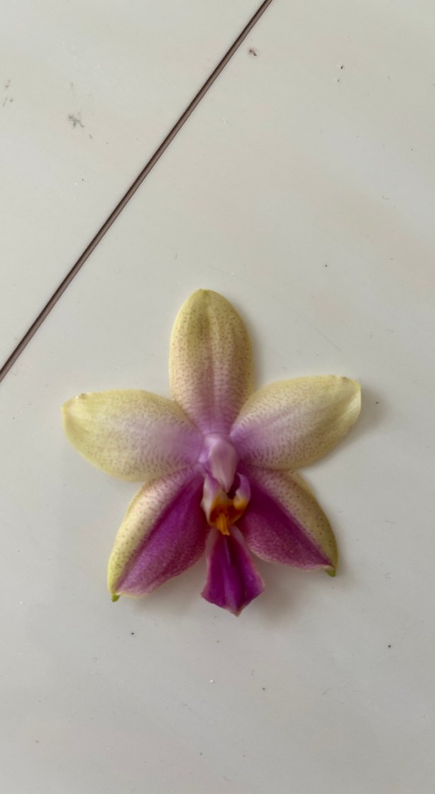 Liodora kokulu orkide yavrusu - Görsel 2