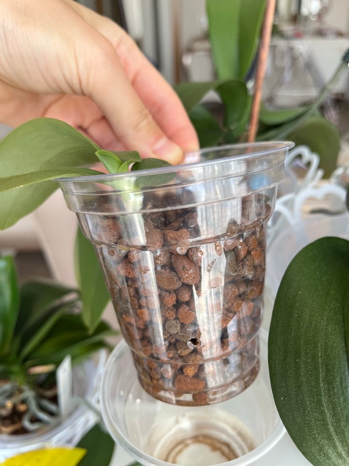 Liodora kokulu orkide yavrusu - Görsel 3