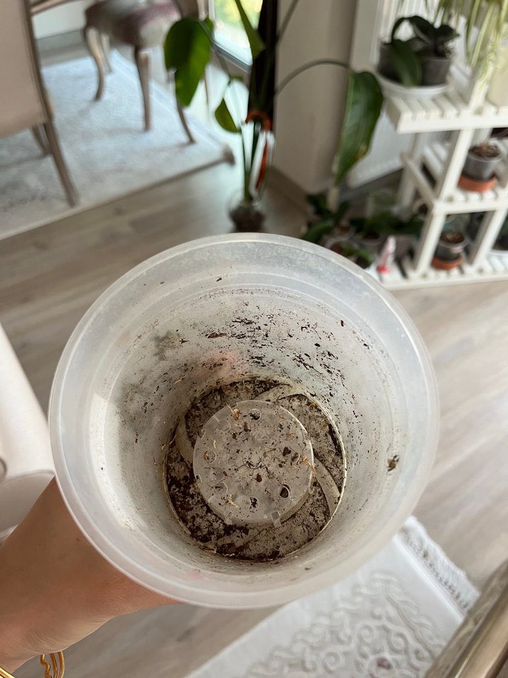 2li Şeffaf orkide saksısı - Görsel 2