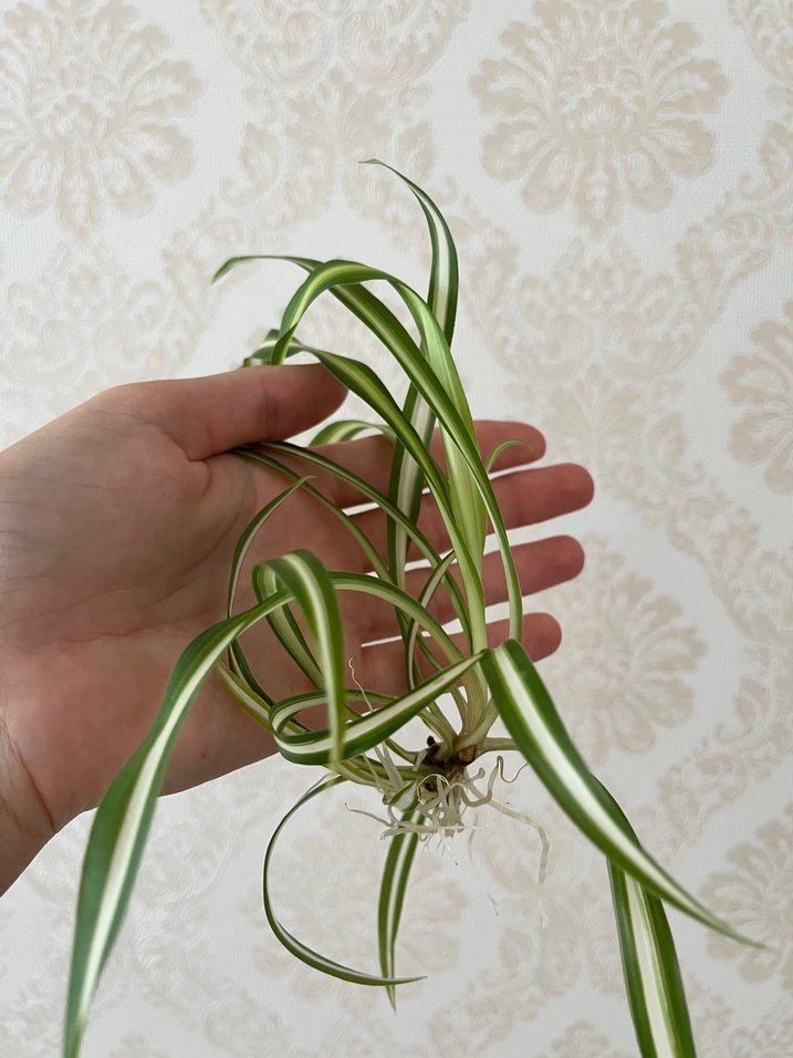 Kurdele çiçeği Yapraklı Ev Bitkisi - Görsel 2