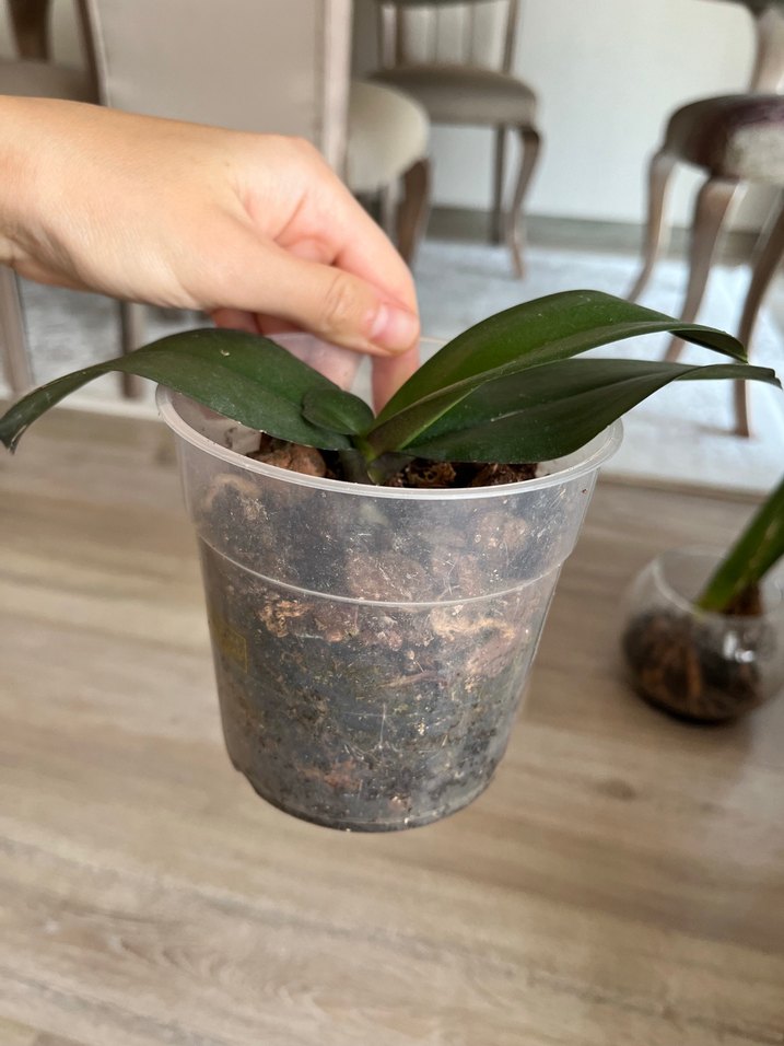 Koyu Yeşil Yapraklı Saksı Bitkisi orkide - Görsel 2