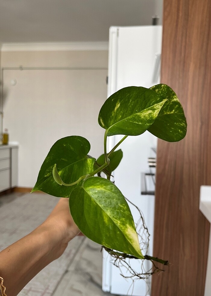 Alacalı patos sarmaşık - Görsel 2