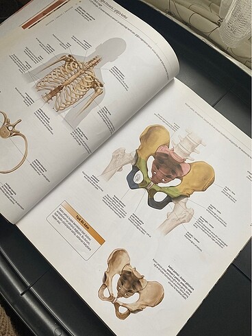  Beden Anatomi atlası