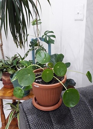 Pilea