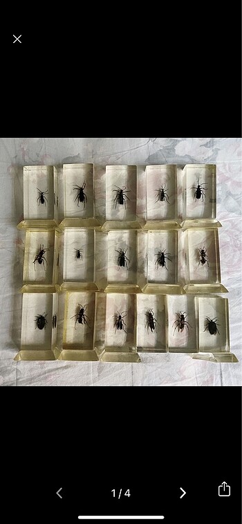16 Adet Reçine Böcek Koleksiyon
