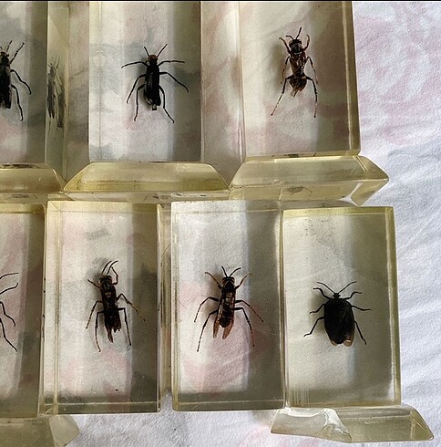 16 Adet Reçine Böcek Koleksiyon