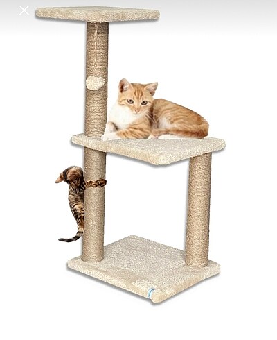 Kedi tırmalama tahtası