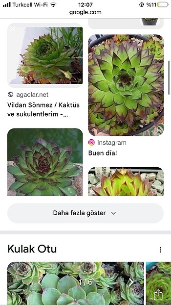 Canlı köklü çiçek tek kök 50 TL