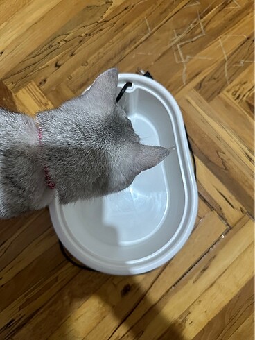  Cado Pet Kedi Su Pınarı