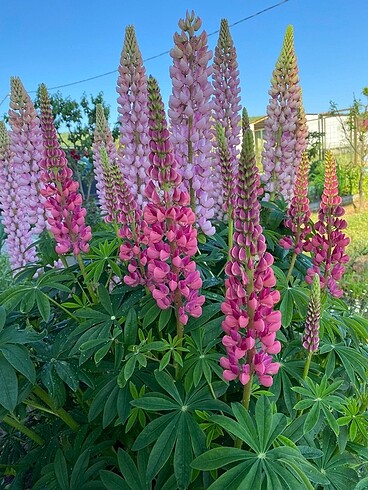 Lupine tohumu