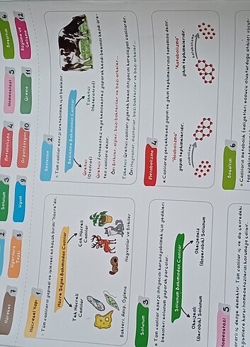 Beden Renk Tonguç 9. Sınıf akıl haritaları seti tüm dersler tyt poster
