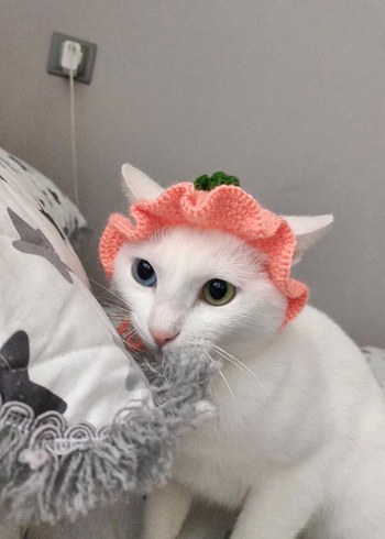 Sipariş Üzerine Örülür Kedi Şapkaları - Görsel 8