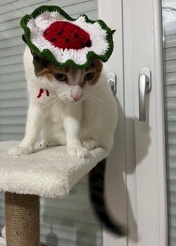 Sipariş Üzerine Örülür Kedi Şapkaları - Görsel 4