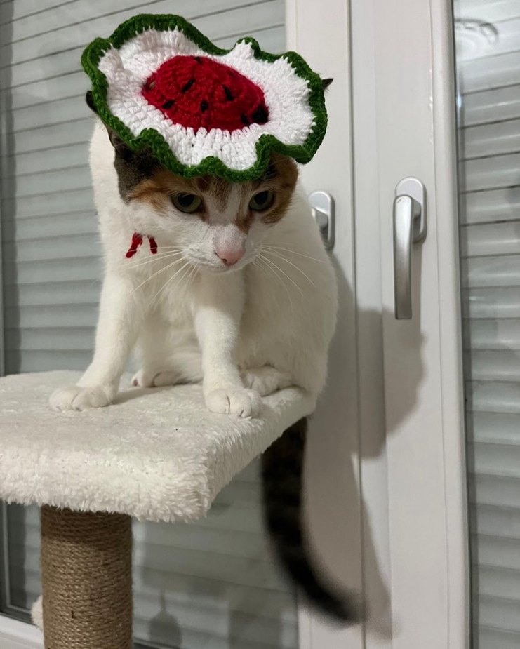 Sipariş Üzerine Örülür Kedi Şapkaları - Görsel 4