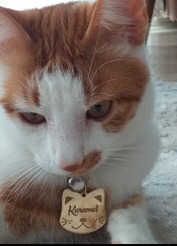 Kedi künyesi