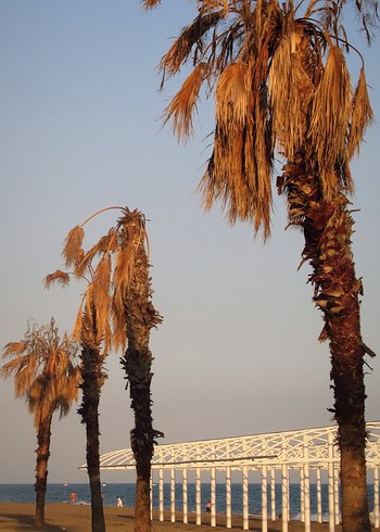 Canon Siyah Dijital Fotoğraf Makinesi sx620 hs - Görsel 8