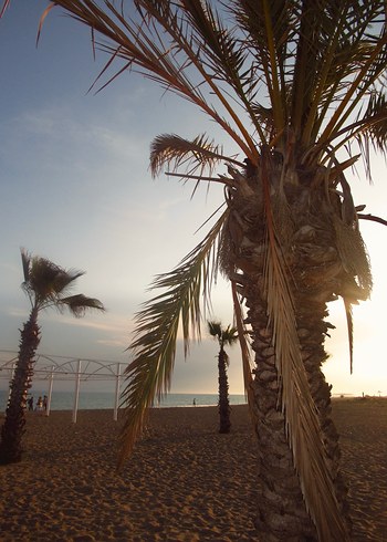 Canon Siyah Dijital Fotoğraf Makinesi sx620 hs - Görsel 7